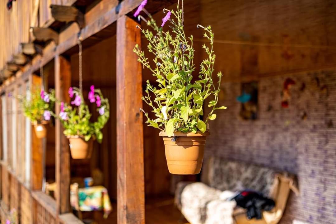 Guest House Old אומלו מראה חיצוני תמונה